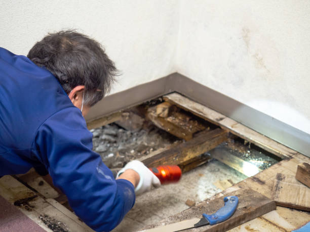 Best Crawl Space Mold Removal  in White Castle, LA