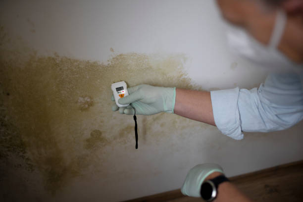Best Home Mold Removal  in White Castle, LA
