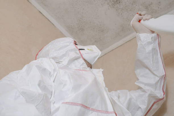 Mold Testing and Removal in White Castle, LA
