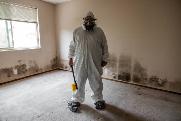 Professional Mold Removal in White Castle, LA