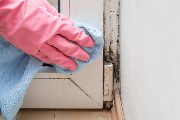 Best Fast Mold Removal  in White Castle, LA