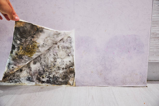 Best Local Mold Removal Service  in White Castle, LA